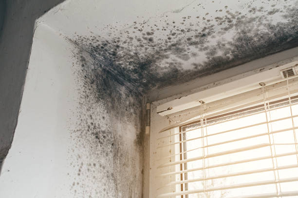 Affordable Mold Cleanup solutions in Flagtown, NJ